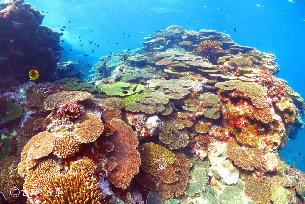 アクアネオスのある風景連載第33回 ダイビングショップネバーランド珊瑚礁の写真