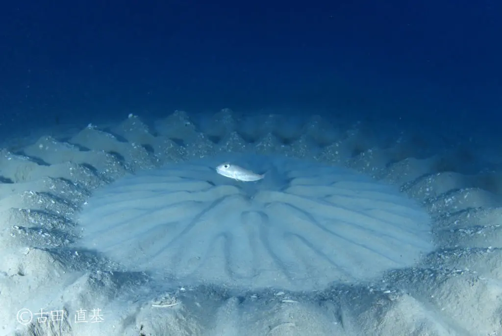 アクアネオスのある風景連載第33回 ダイビングショップネバーランドアマミホシゾラフグの写真