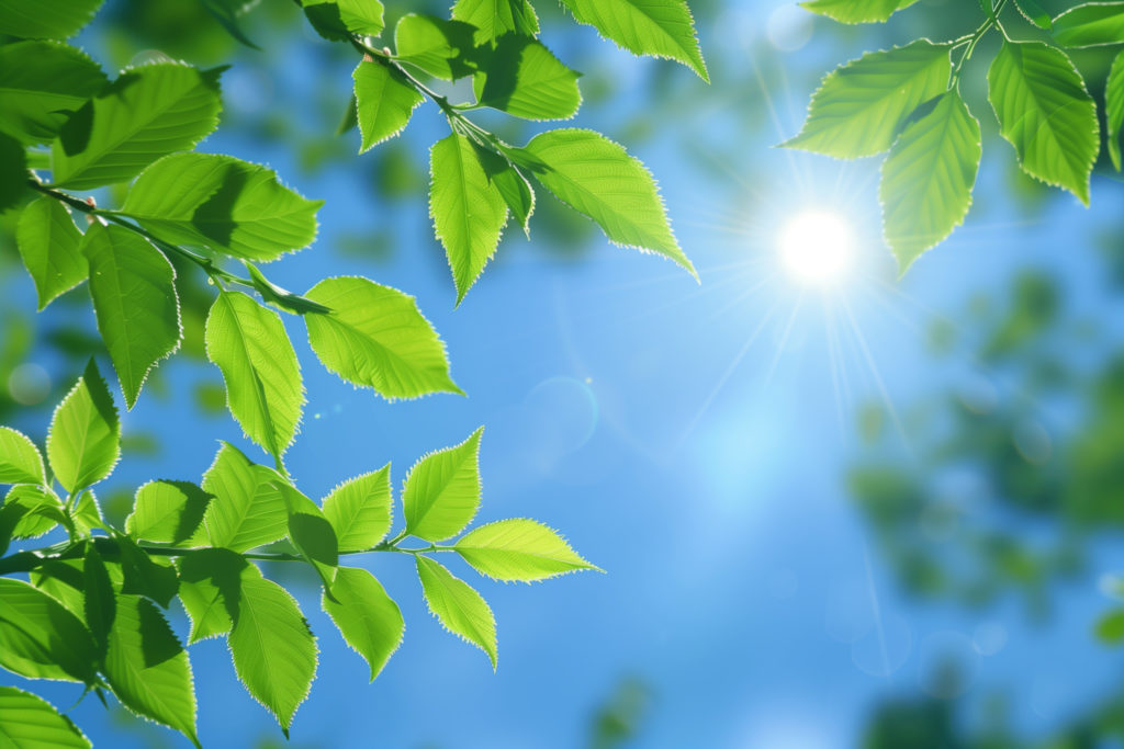 新緑の木漏れ日と青空